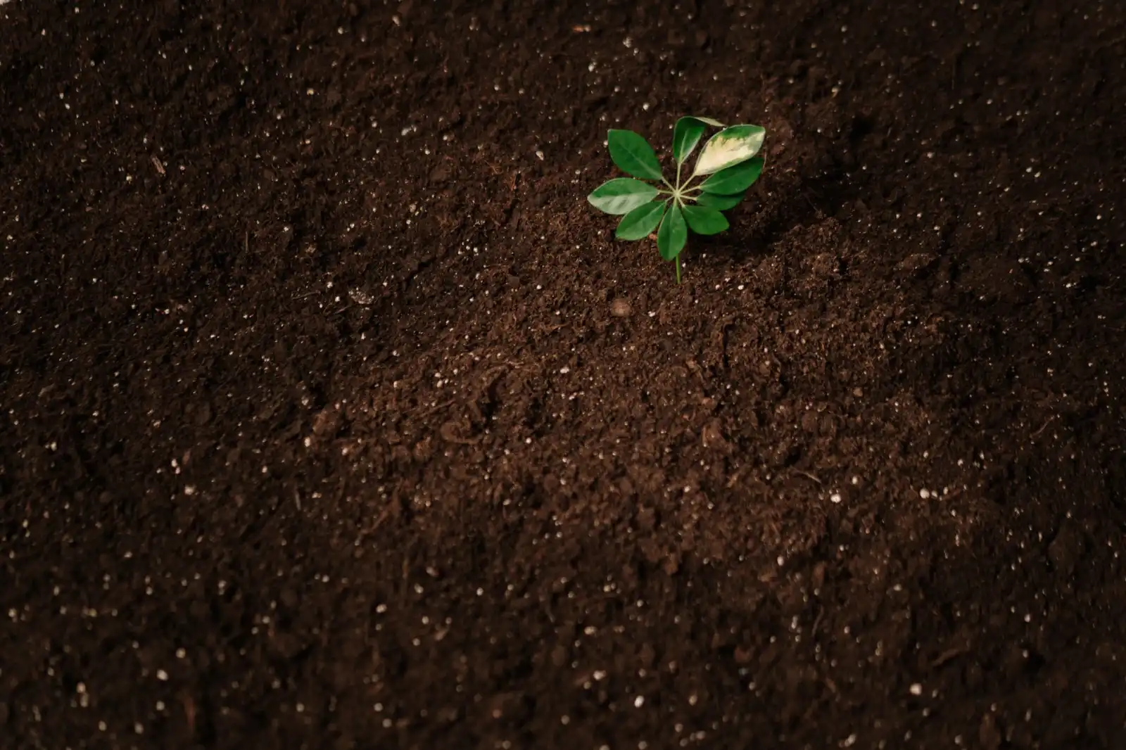 东方双新文科技定制软件光盘与行业应用软件的技术架构对比分析